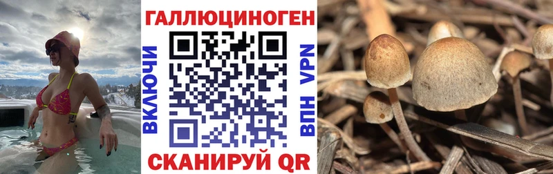 Галлюциногенные грибы Cubensis Пласт